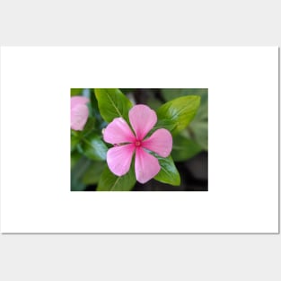 Little Pink Flower with Leaves Photographic Image Posters and Art